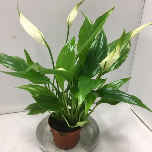 SPATHIPHYLLUM MINI x16