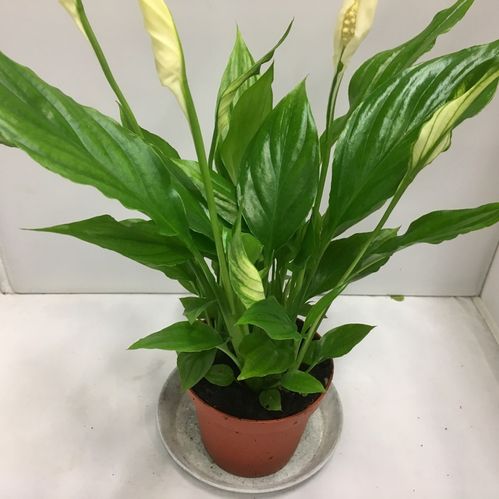 SPATHIPHYLLUM K:9CM x18