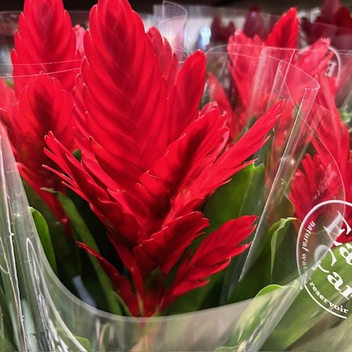 VRIESIA INTENSO RED K:12CM x6