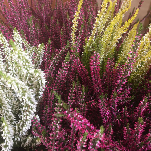 CALLUNA MIX K:9,5CM x12