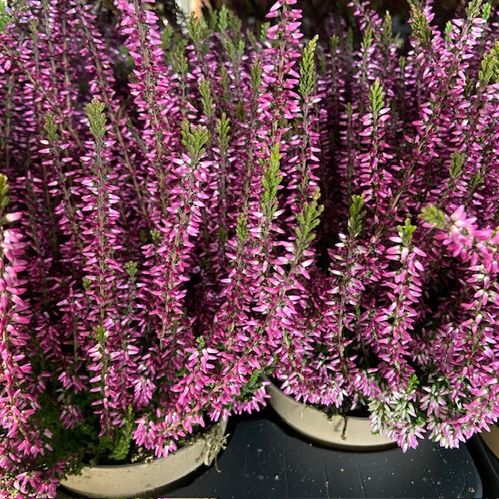 CALLUNA GARDEN GIRLS LILA K:12CM x8