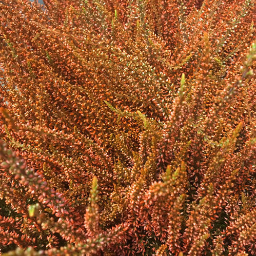 CALLUNA FÄRGAD ORANGE x8