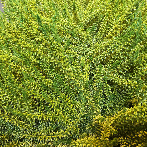 CALLUNA FÄRGAD GUL x8