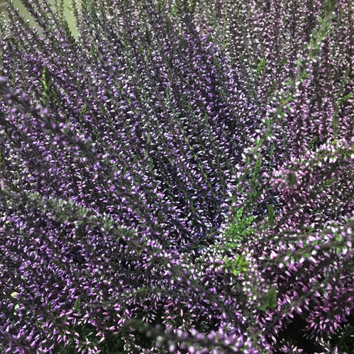 CALLUNA FÄRGAD LILA x8