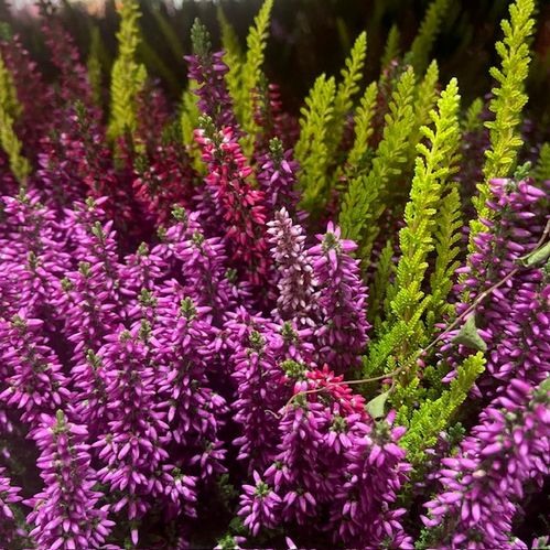 CALLUNA TRIO MILKA K:11CM x10