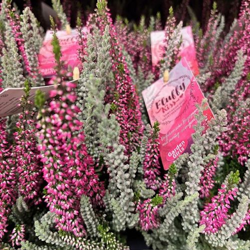 CALLUNA FLUFFY/MINT KISS K:11CM x8
