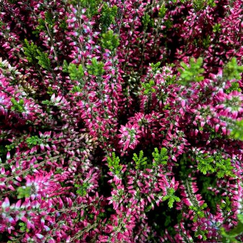 CALLUNA GARDEN GIRLS MIX K:10CM x12
