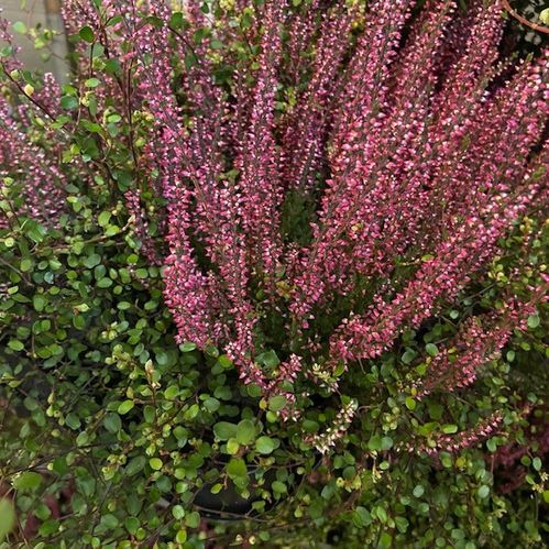HEIDEMIX CALLUNA RÖD/ROSA + MUEHLENB x10
