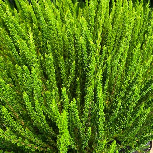 CALLUNA ZELIA GRÖN x8