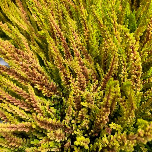 CALLUNA ZOE GUL/BRUN x8