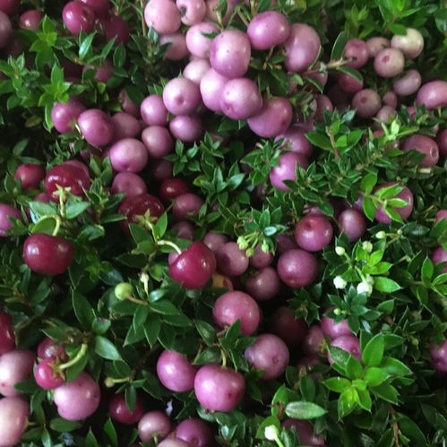 PERNETTYA BÄRLJUNG ROSA x12
