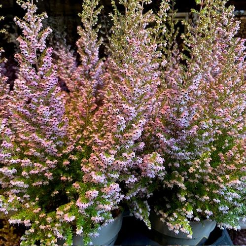 LJUNG ERICA SPARSA ROSA K:12CM x10