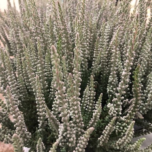 CALLUNA ZILLY GRÅ/FLUFFY x8