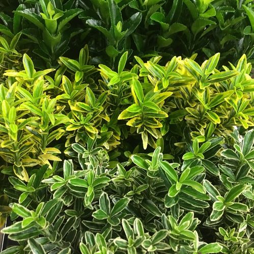 EUONYMUS MIX K:17CM x6