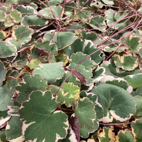SAXIFRAGA STOLONIFERA K:12CM x8