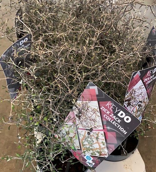COROKIA SILVERTRÄD BUSK K:16CM x6