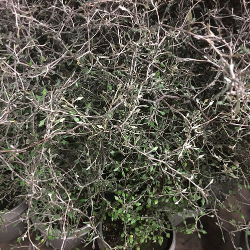 COROKIA LERKRUKA K:18CM x3