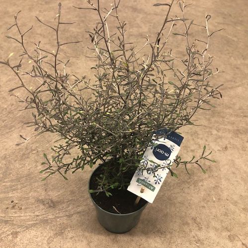 COROKIA SILVERTRÄD STAM K:12CM x8