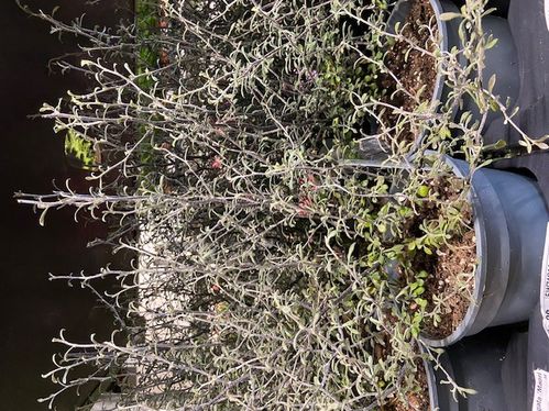 COROKIA MAORI GREEN K:17CM x6