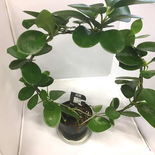 HOYA AUSTRALIS BÅGE K:12CM x8