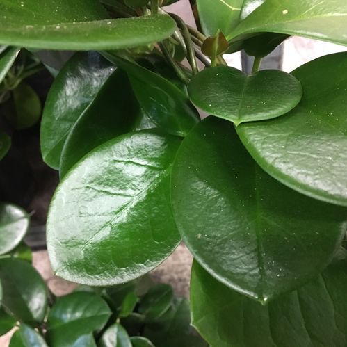 HOYA AUSTRALIS BÅGE K:14CM x6
