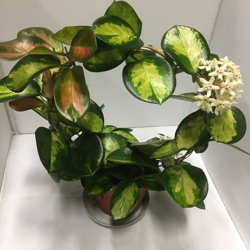 HOYA TRICOLOR K:12CM x8