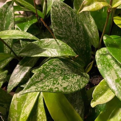HOYA SILVERSPOTS BORD K:12CM x8