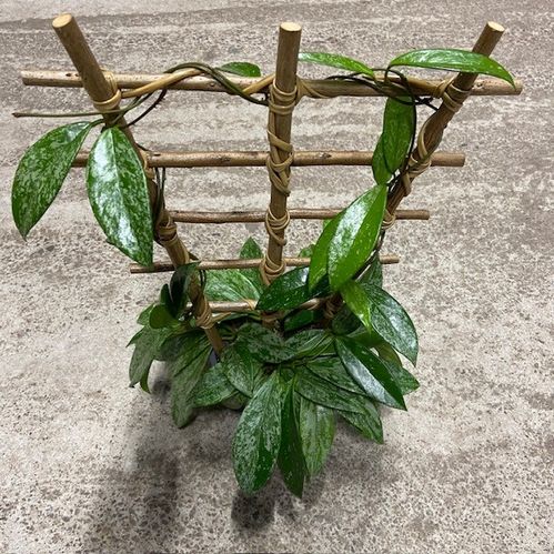 HOYA SILVERSPOTS PYRAMID K:12CM x8