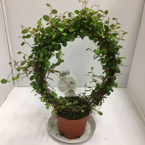 MUEHLENBECKIA BÅGE K:9CM x18
