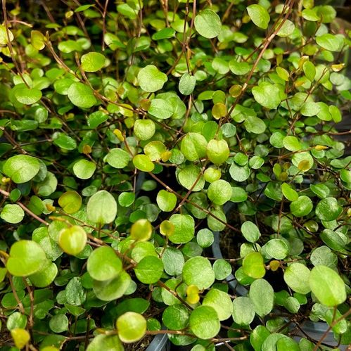 MUEHLENBECKIA COMPLEXA K:10,5CM x15