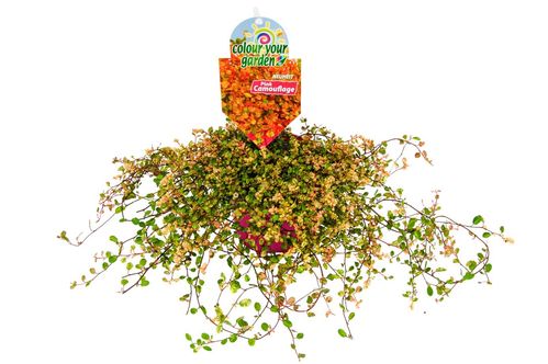 MUEHLENBECKIA PINK CAMOFLAGE x10