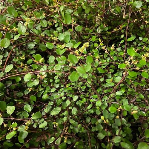MUEHLENBECKIA COMPLEXA MB x10