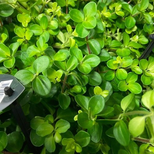 PEPEROMIA ROTUNDIFOLIA K:12CM x8