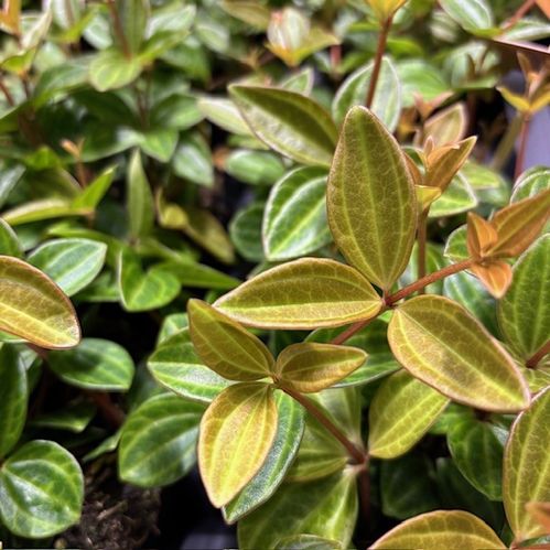 PEPEROMIA ROCCA VIVACE K:10CM x8