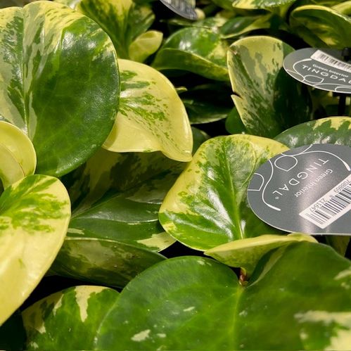 PEPEROMIA OBUSTIFOLIA GOLDEN GATE K:12CM x8