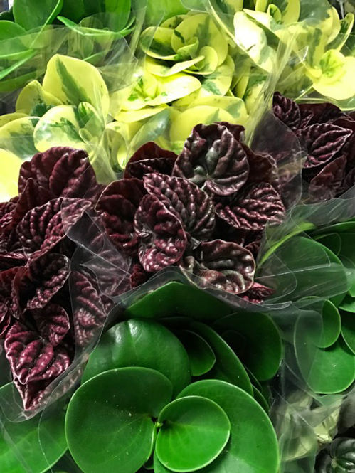 PEPEROMIA MIX K:12CM x6