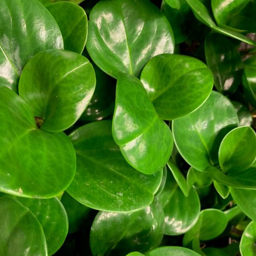 PEPEROMIA OBUSTIFOLIA GREEN x8