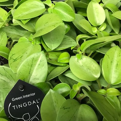 PEPEROMIA PIXIE LIME/GRÖN x8