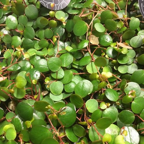 PEPEROMIA PEPPERSPOT K:11CM x8