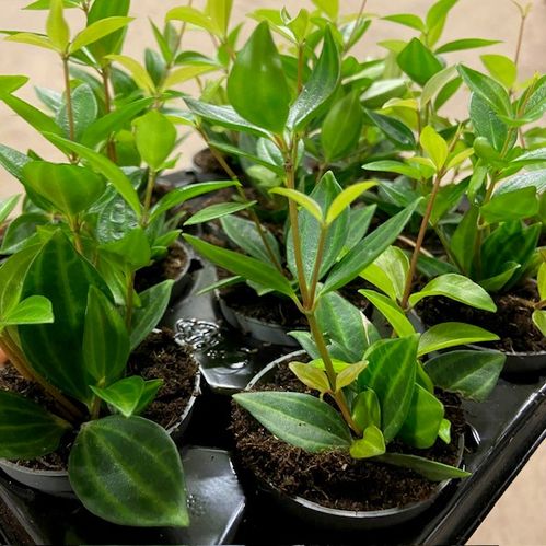 PEPEROMIA STRIPE MINI x12