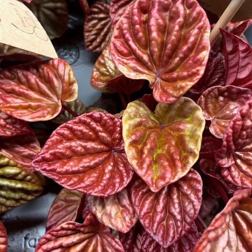 PEPEROMIA QUITO ORANGE x8