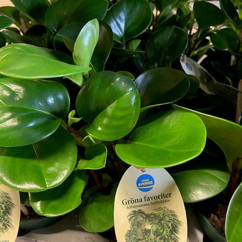 PEPEROMIA OBUSTIFOLIA USA BROKIG ARVID x6
