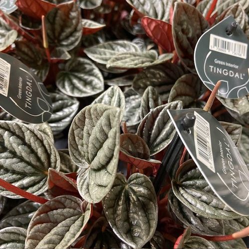 PEPEROMIA CAPERATA CARACAS K:11CM x8