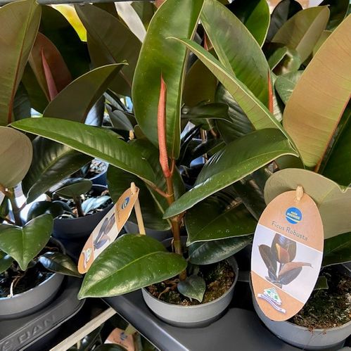 FICUS ELASTICA ROBUSTA/ABIDJAN K:12CM x6
