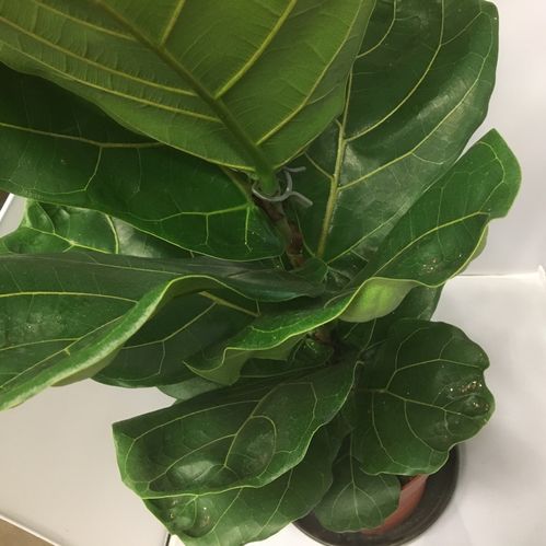 FICUS LYRATA K:21CM H:100-115CM