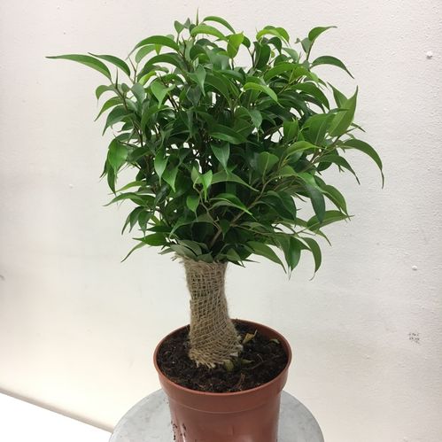 FICUS NATASJA/BENJAMIN x10