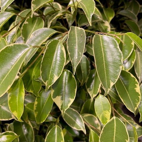 FICUS KINKY K:12CM x8