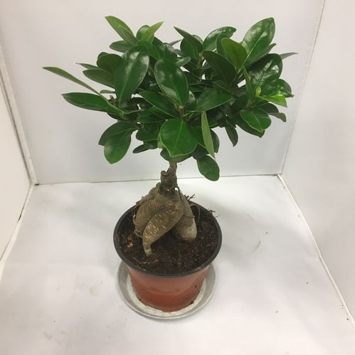 FICUS MICROCARPA K:12CM x10