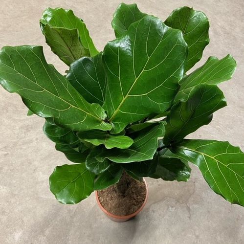 FICUS LYRATA STAM K:40CM H:160-180CM