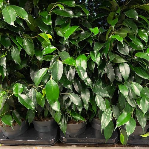 FICUS DANIELLE K:14 x8